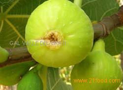 Fig