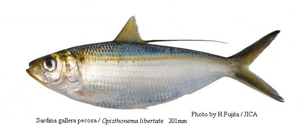 Sardine Gallera Pecosa