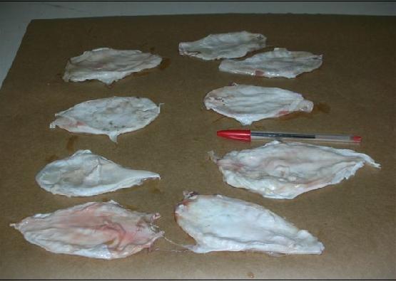 Wanto to sell FROZEN FISH MAW