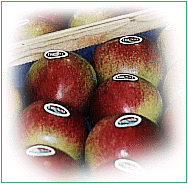 Jonagold. the star apples