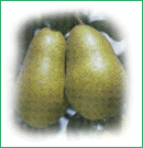 Flanders' pear