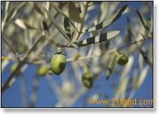 olive pomace oil