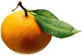 Oranges