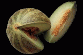 Melon