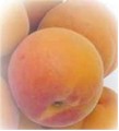 GRAPE SEED OIL