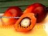 Palm Oil