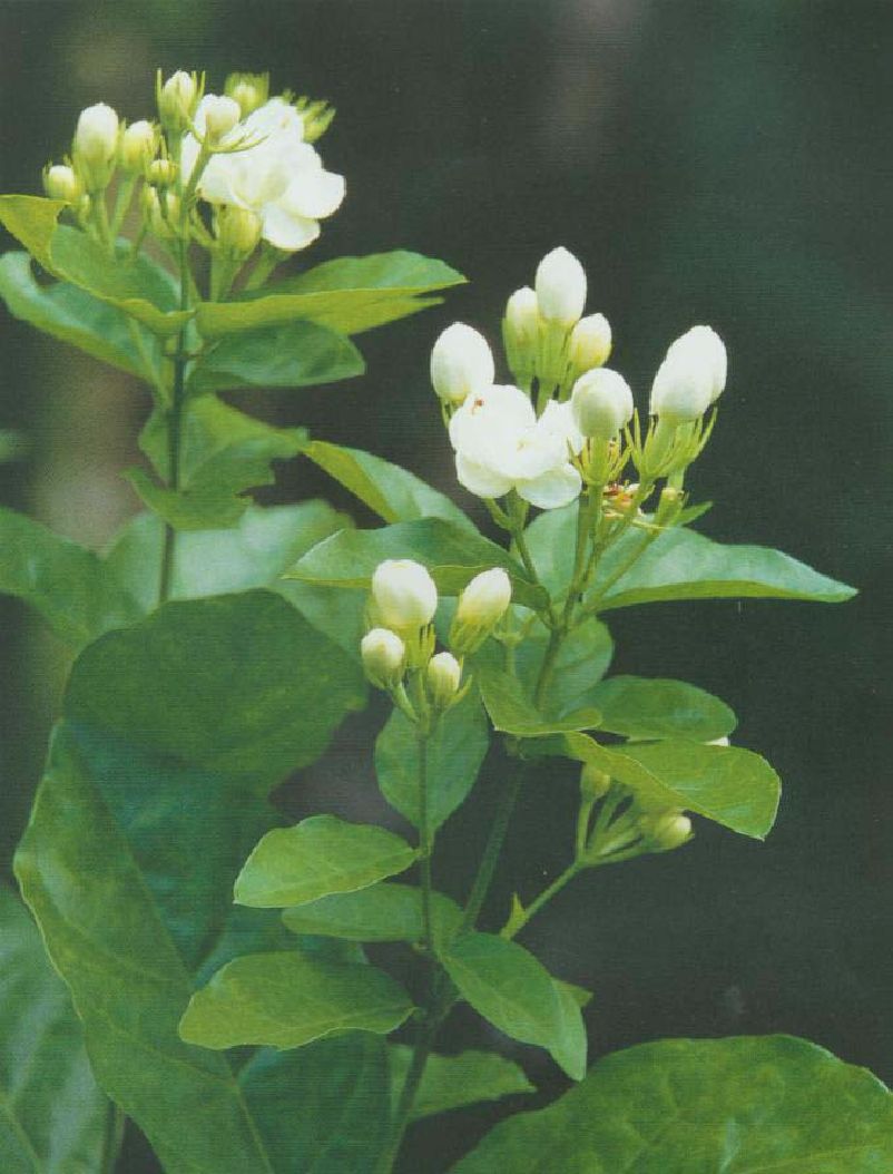 Jasmine (top note) essential oil