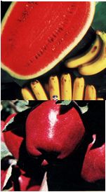 Fruit