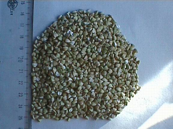 Buckwheat