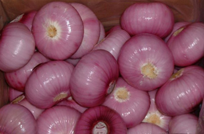 Onion
