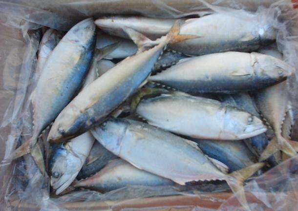 Frozen Indian Mackerel Fish