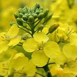 Vegetables Oil