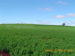 Cereal Grasses/Greens