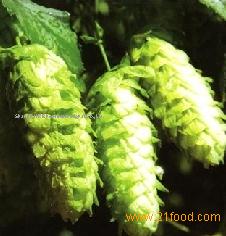 Supply Hops Extract 15%,30%, 50%