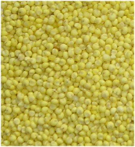 Glutinous Millet (huangmi)