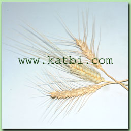 Whole Wheat