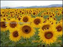 SUNFLOWER OIL