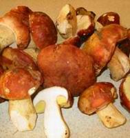Supply King Bolete
