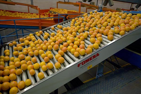 Citrus fruits