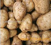 potato
