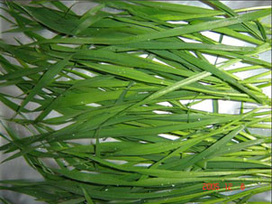 dehydrated barley grass, wheat grass, alfalfa grass, oat grass