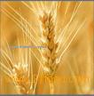 STARCH INDUSTRY ENZYMES