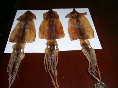 Squid