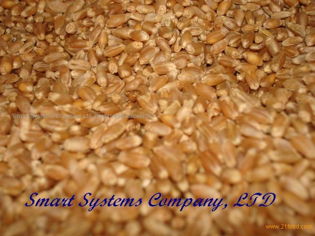 soft and hard red wheat for export