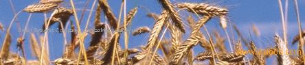 Rape Rapeseed