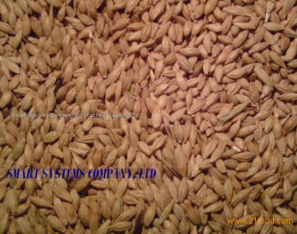 Fodder and brewing barley for export