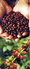 Cocoa and coffee