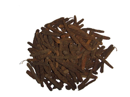Salvia
