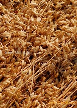 Oats