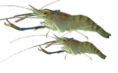 Exporter of Frozen Fresh Water Shrimps