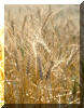 Soft White Wheat