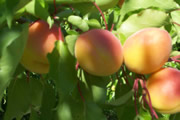 APRICOT