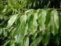 laurel leaves,bay leaves,ani seeds,cumin seeds