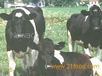 BEEF