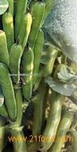 Broad beans