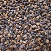 Buckwheat