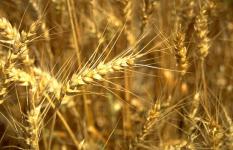 Wheat Germ Oil