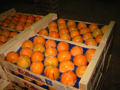 Persimmon