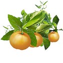 Mandarin