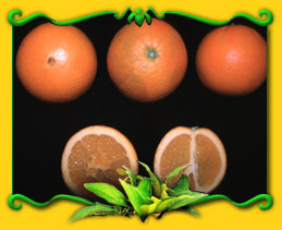 Spring Navel oranges