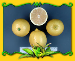 Eureka lemon