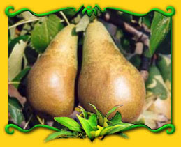 conference pear