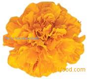 Lutein esters