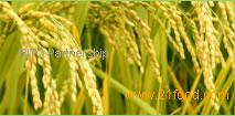 Rice Bran Oil