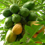 Papaya