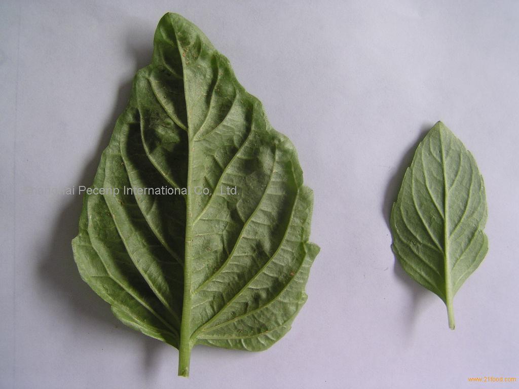 IQF basil